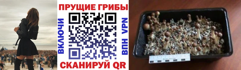 где купить наркоту  Емва  Галлюциногенные грибы Magic Shrooms 